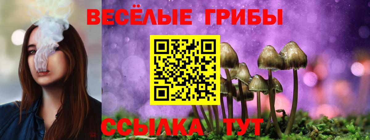 Псилоцибиновые грибы Cubensis Салехард